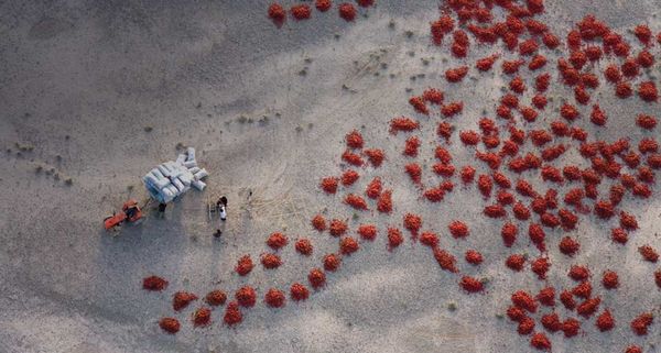 Red peppers laid out to dry near Baicheng, Xinjiang, China