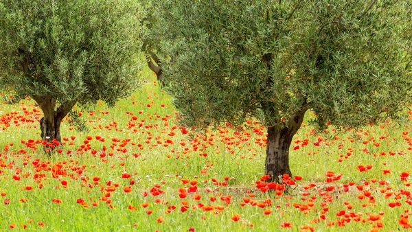 Olive trees and poppies in Luberon Regional Nature Park, France