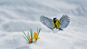 黄番红花和翩翩起舞的大山雀 (© Nataba/Getty Images)(Bing China)