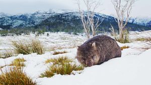 塔斯马尼亚，摇篮山圣克莱尔湖国家公园，正在觅食的塔斯马尼亚袋熊 (© Stormfront Films/Mammoth HD)(Bing China)