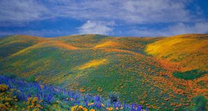 Spring wildflowers in Antelope Valley, California  -- Ron and Patty Thomas/Getty Images &copy; (Bing United States)