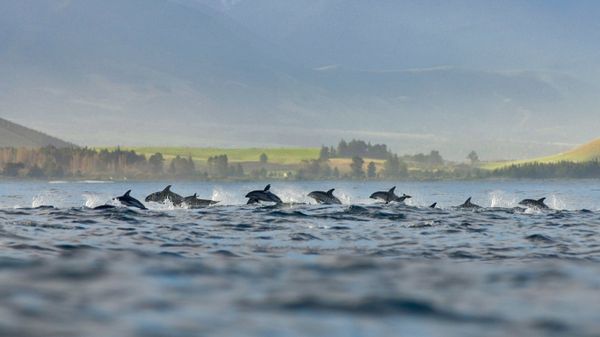 A pod of dusky dolphins at Kaikoura, New Zealand