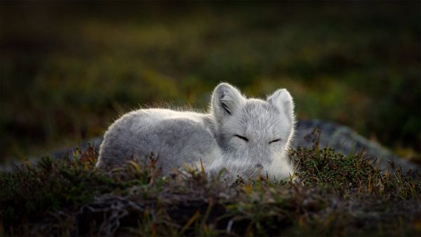Sleeping Arctic fox