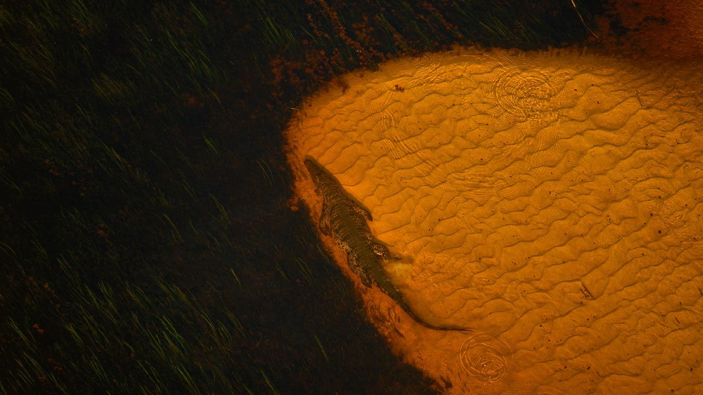 A Nile crocodile soaks in the Okavango Delta, Botswana
