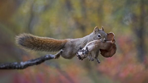 Red squirrel, Alaska, USA