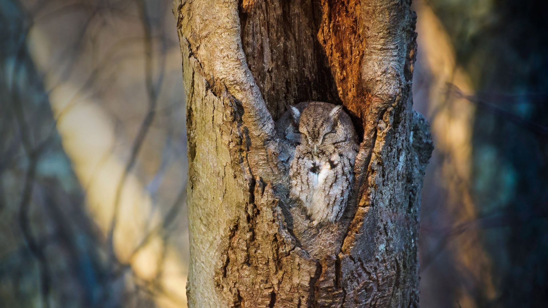 Petit-duc se reposant dans le creux d’un arbre,  Réserve de Massapequa, Long Island, New York