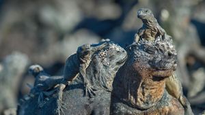 Marine iguanas, Galápagos Islands, Ecuador (© Tui De Roy/Minden Pictures)(Bing United States)