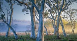 澳大利亚圣克莱尔湖国家公园 (© Rob Blakers/Getty Images) &copy; (Bing China)