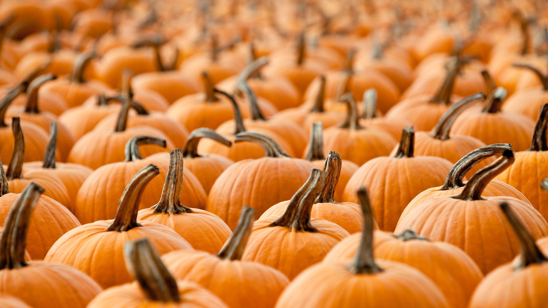 Pumpkins