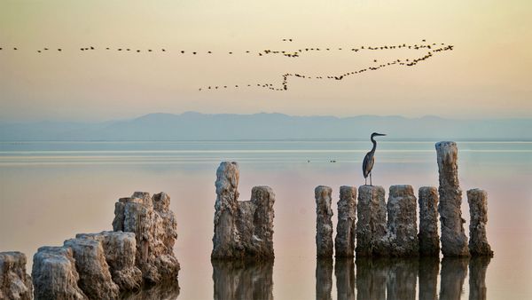 A heron perches on a piling at the Salton Sea in California, USA