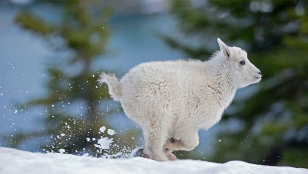Mountain goat kid in western Montana, USA