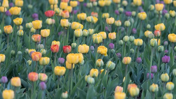 Flower bed of tulips, Ottawa