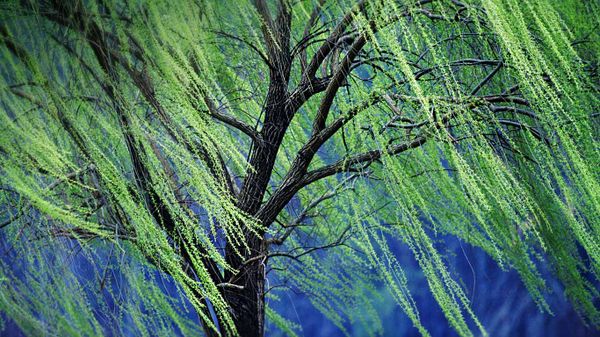A weeping willow tree