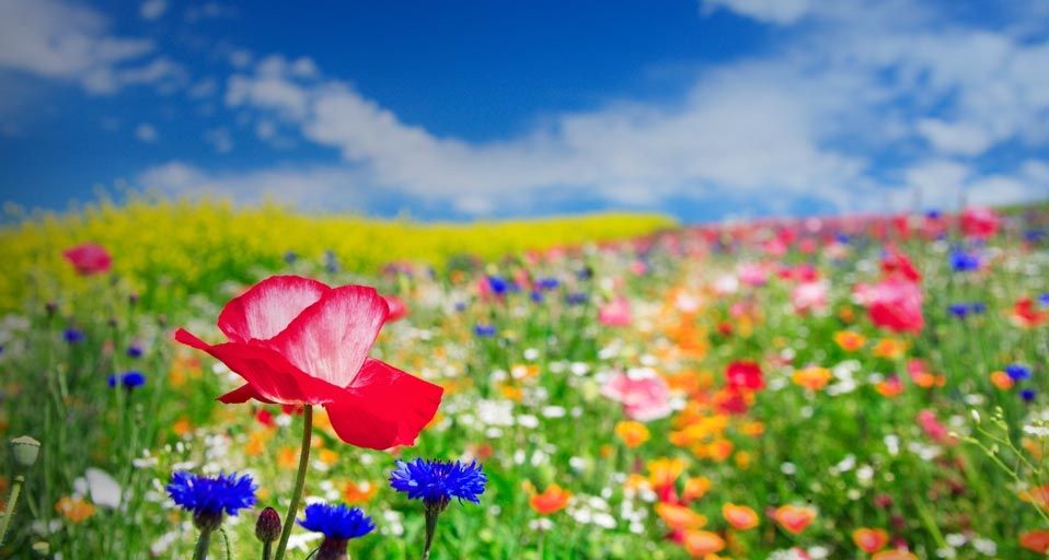 Field of poppy flowers in Furano, Hokkaido, Japan