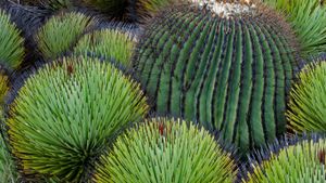 ｢タマサボテンとユッカ｣メキシコ, チワワ砂漠 (© Patricio Robles Gil/Minden Pictures)(Bing Japan)