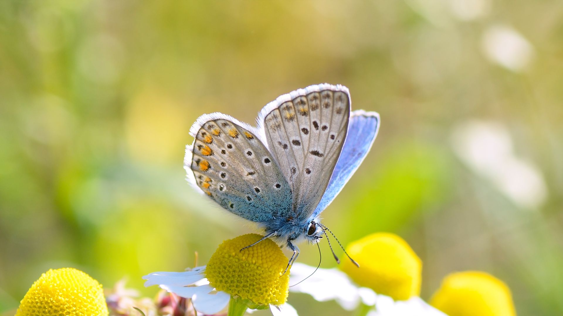 Argus‑Bläuling auf einer Blüte