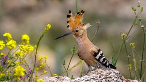 Abubilla descansando sobre una piedra (© Brais Seara/Getty Images)(Bing España)