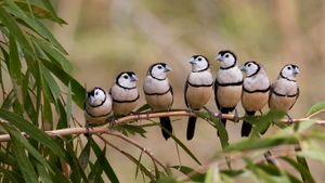 Double-barred finch flock at Gregory River, Queensland, Australia (© Martin Willis/Minden Pictures)(Bing Australia)