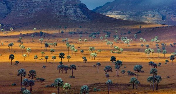 Palm trees growing on the Savanna, Madagascar