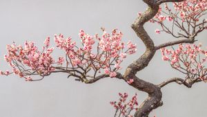 Pflaumenblüte im Frühling (© atiger/Shutterstock)(Bing Deutschland)