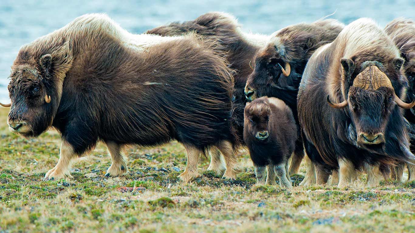 Muskoxen herd, Victoria Island, Nunavut