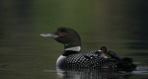 Common loon With chick on her back -- Arthur Morris/Corbis &copy; (Bing Canada)
