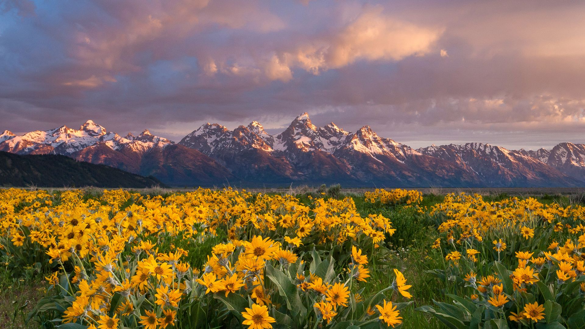 Balsamroot wildflowers bloom below the Teton Mountains in Grand Teton National Park, Wyoming, USA