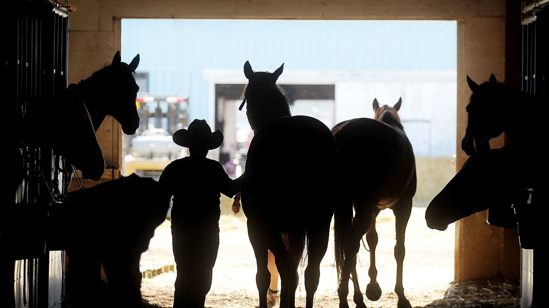 A cowboy tends to horses in a barn at the Calgary Stampede on July 10, 2011 in Calgary