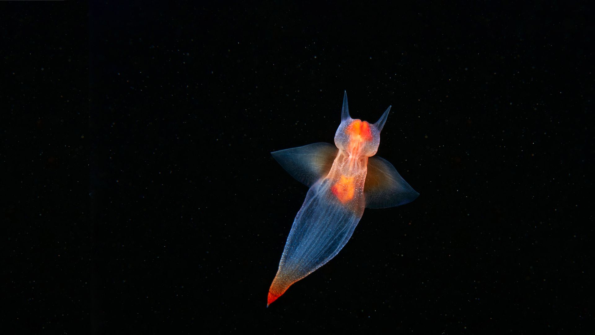 Sea angel