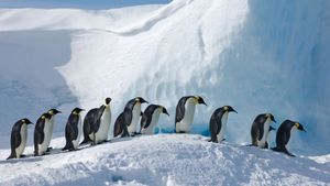 ｢コウテイペンギンの隊列｣南極, スノー・ヒル島 (© David Tipling Photo Library/Alamy)(Bing Japan)