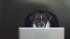 ｢犬を職場に連れていく日｣ (© Getty Images)(Bing Japan)