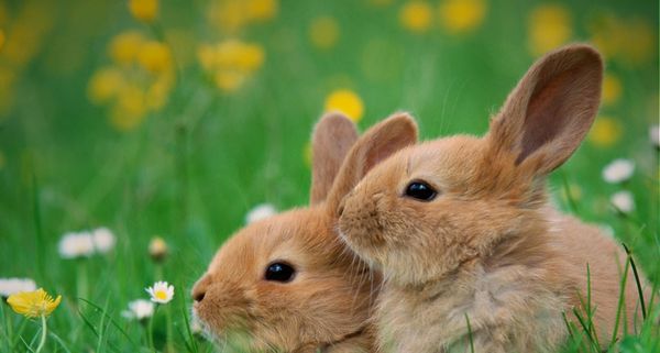 Zwei kleine Hasen sitzen in einer Blumenwiese
