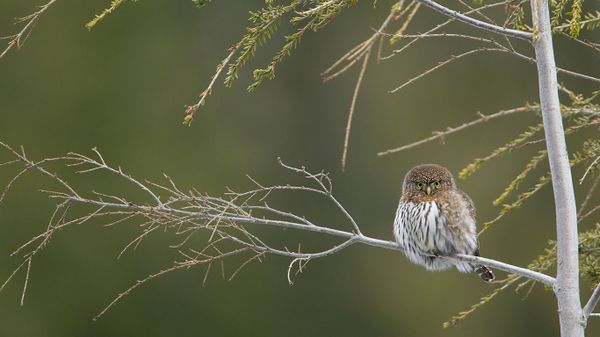 Northern pygmy owl perched on a branch, Cypress Mountain, British Columbia, Canada