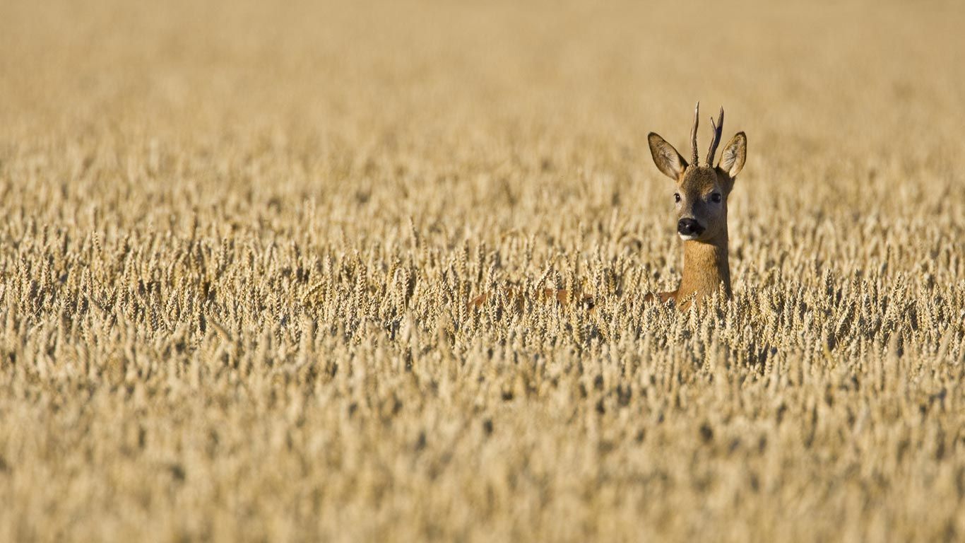 Chevreuil mâle dans un champ de blé, Haute-Normandie
