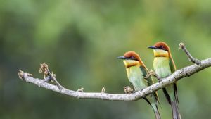 Chestnut-headed bee-eaters, Bardia National Park, Nepal (© PACO COMO/Shutterstock)(Bing New Zealand)