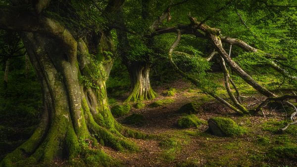 Antico faggio, Parco Forestale di Glenariff, Contea di Antrim, Irlanda del Nord