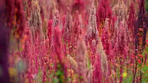 ｢キヌアの花｣ペルー (© Westend61 GmbH/Alamy)(Bing Japan)
