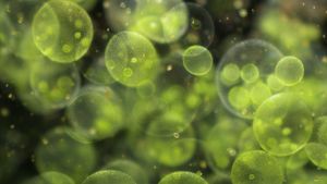 Microscopie de colonies d’algues vertes Volvox (© Corbis Motion)(Bing France)