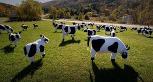 Ornamental cows graze a lawn in Quechee, Vermont -- Carl D. Walsh/Aurora Photos &copy; (Bing Australia)