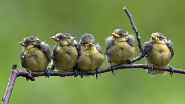 Blue tit chicks fledging on a branch