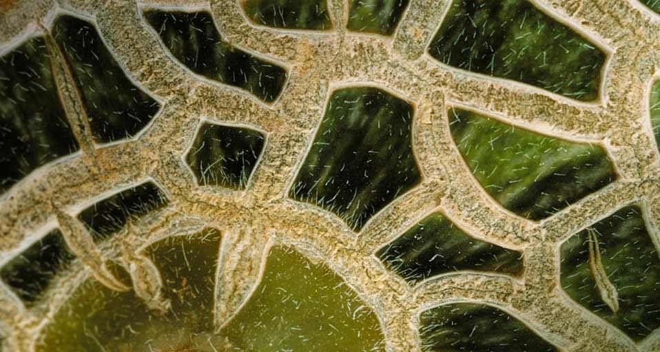 MelonSkin