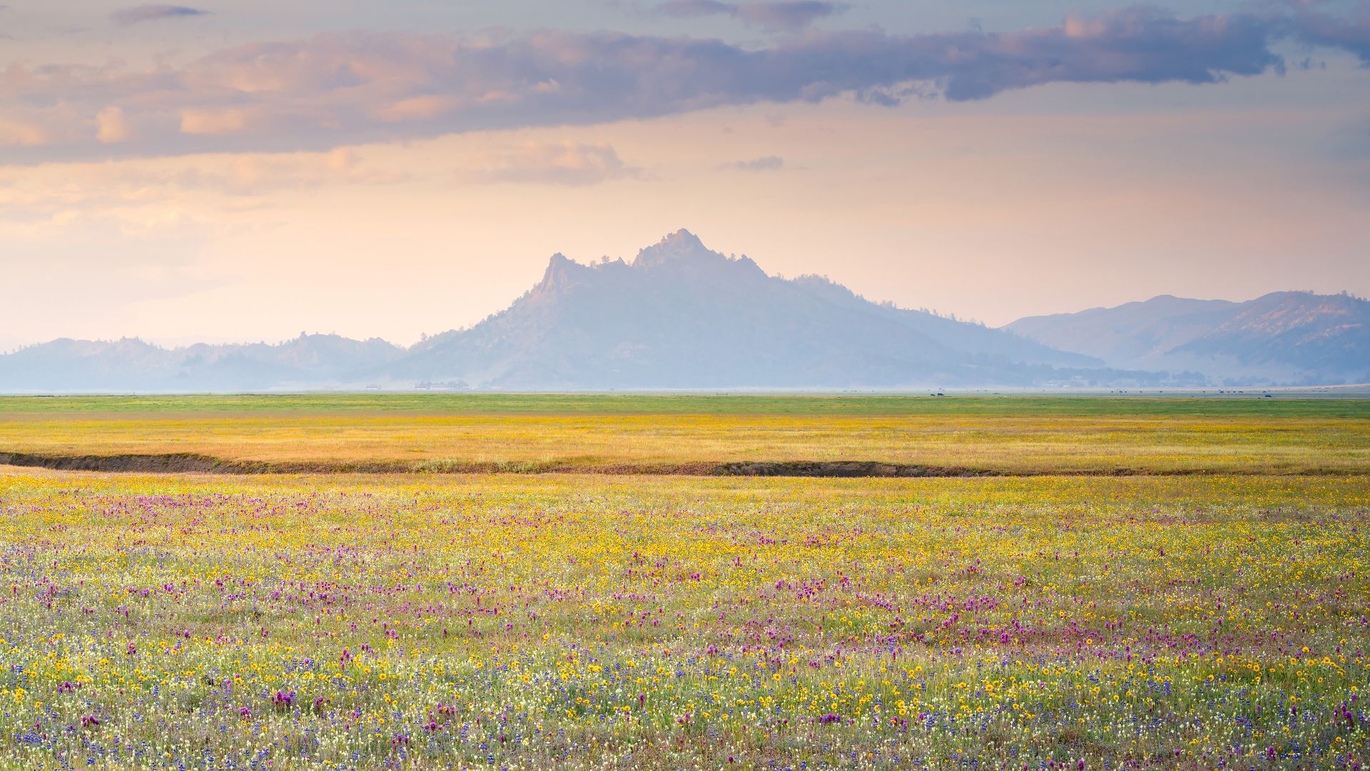 Wildflower bloom, Central Valley, California, United States