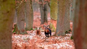 Mouflons dans une forêt en hiver, France (© tbkmedia.de/Alamy)(Bing France)