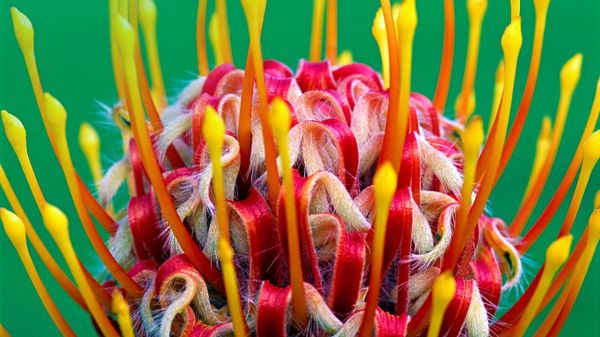 A red pincushion bloom at Kirstenbosch National Botanical Garden, Cape Town, South Africa