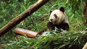 重庆动物园，熊猫咀嚼竹子嫩芽 (© Getty Images)(Bing China)