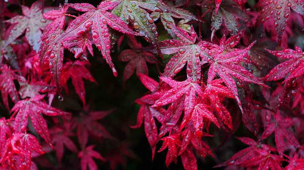 Maple leaves with dewdrops