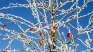 冬天里的一棵苹果树 (© Chris Stein/Getty Images)(Bing China)