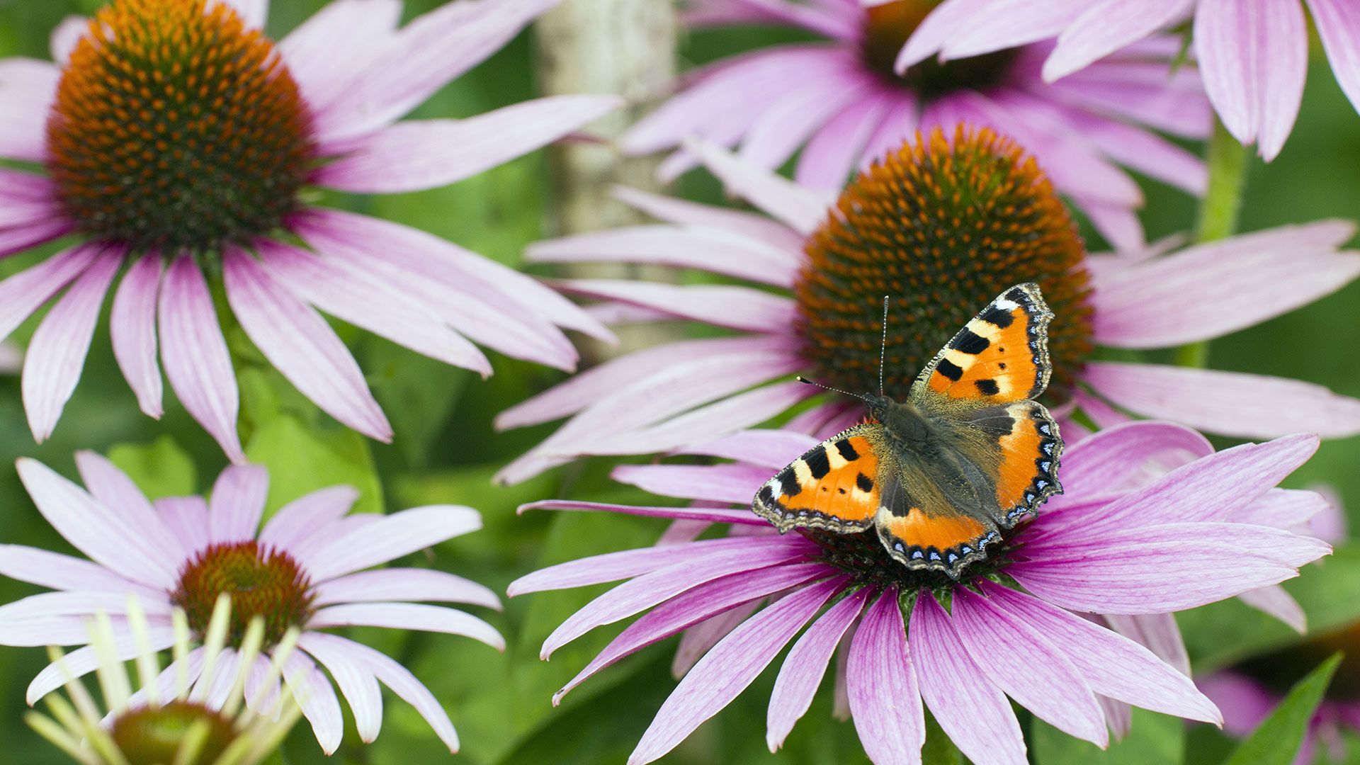 Small tortoiseshell butterfly feeding on flower nectar, Lower Saxony, Germany