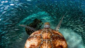 Tortue verte nageant parmi les sardines, Ile de Curaçao (© yfhishinuma/Getty Images Plus)(Bing France)