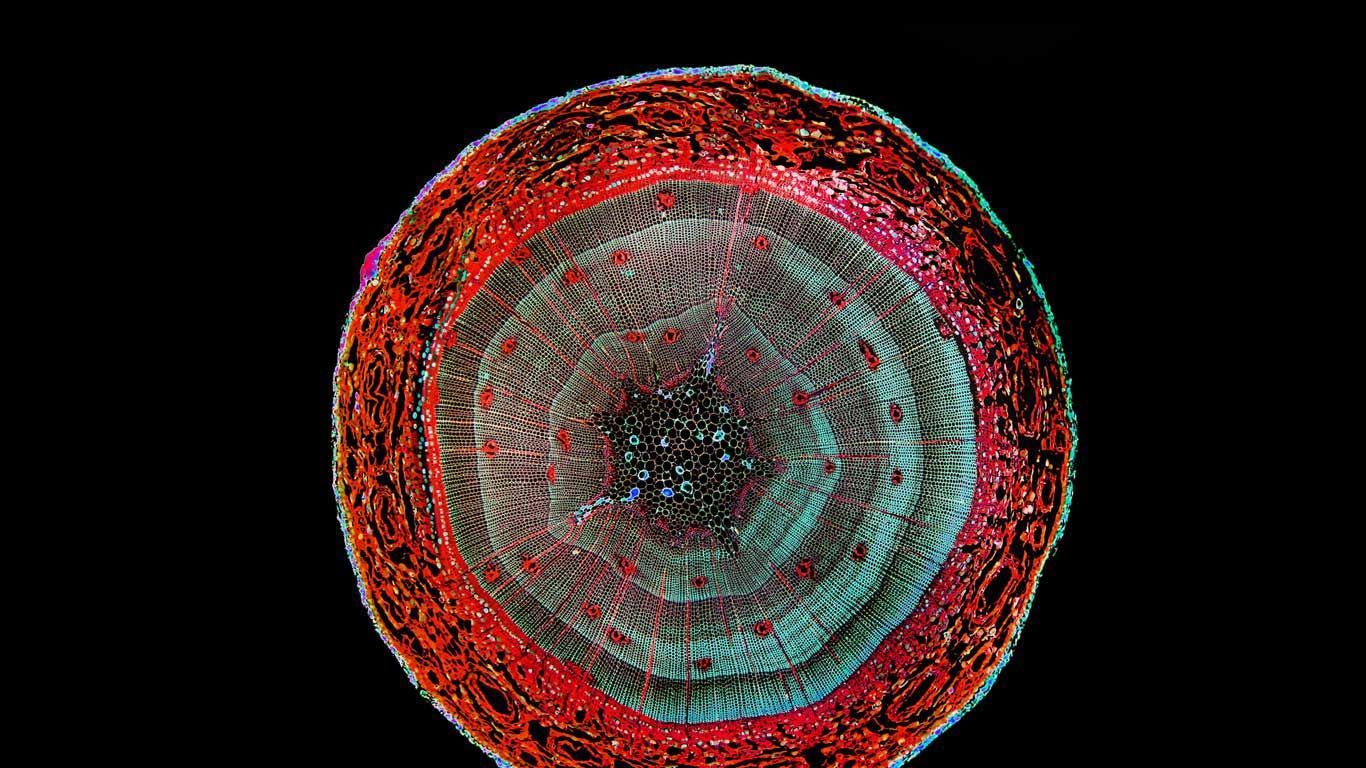 Enhanced image of a cross section of a pine stem